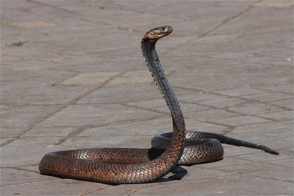 free download dreaming of snakes