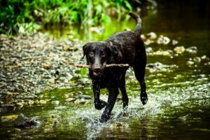 Unlocking Your Dog's Emotional World: Keys To Understanding 2